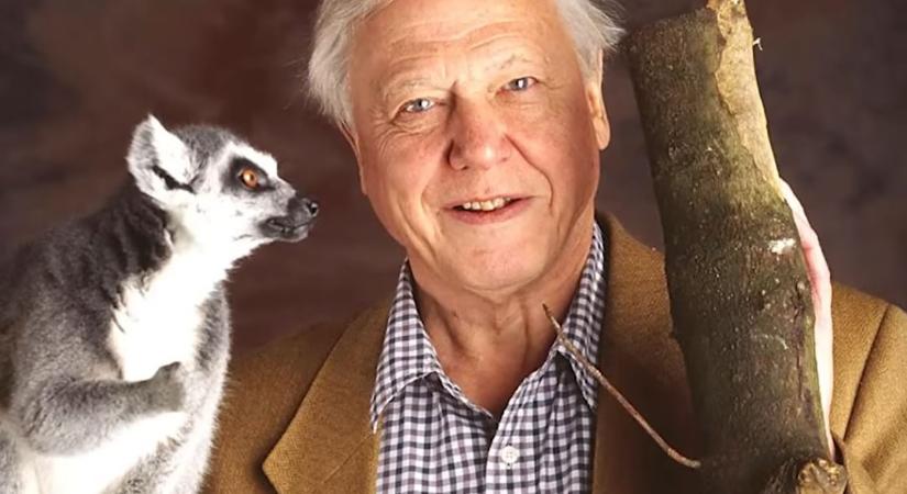 Ma százéves a természetfilmek császára, David Attenborough