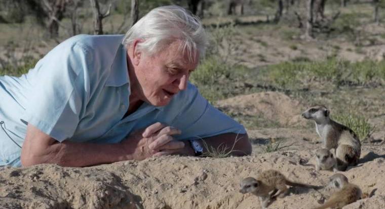 Sir David Attenborough elérte, hogy száz éves kor felett is lehessen legózni