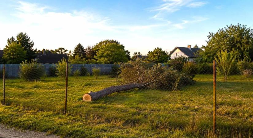 Kivágott egy fát a kertjében, százezrekre büntethetik az érdi férfit