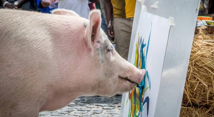 Milliókért kelnek el ennek a disznónak a festményei: Pigcasso önálló kiállítást is kapott