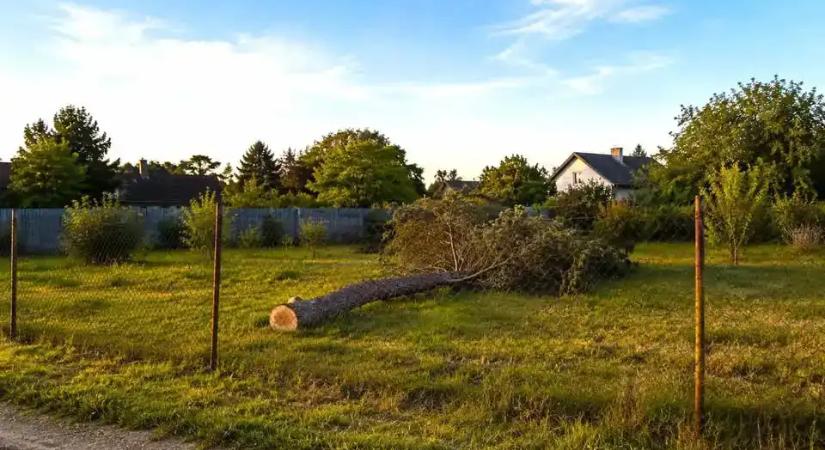 Lecsapott az érdi hatóság: Engedély nélkül vágott ki egy egészséges fát a tulajdonos