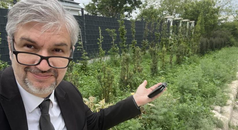 Hadházy Ákos: Hatvanpusztát szó szerint kezdi felverni a gaz