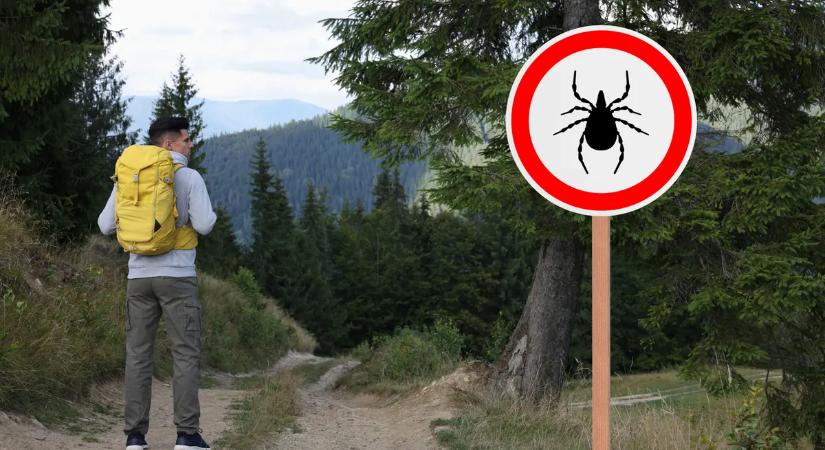 Kullancsok ellen bevált trükk: egyszerű, mégis nagyon hatásos