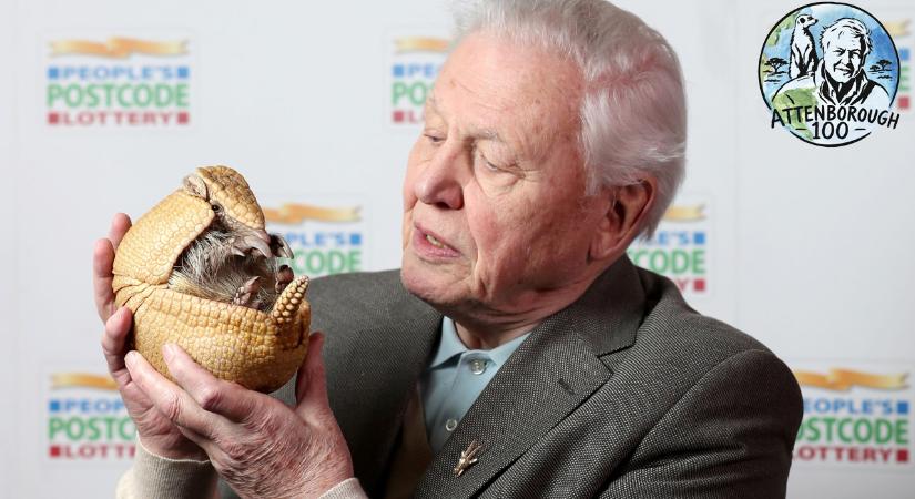 Bébigorillák és zombihangyák – A 100 éves David Attenborough 10 legemlékezetesebb pillanata