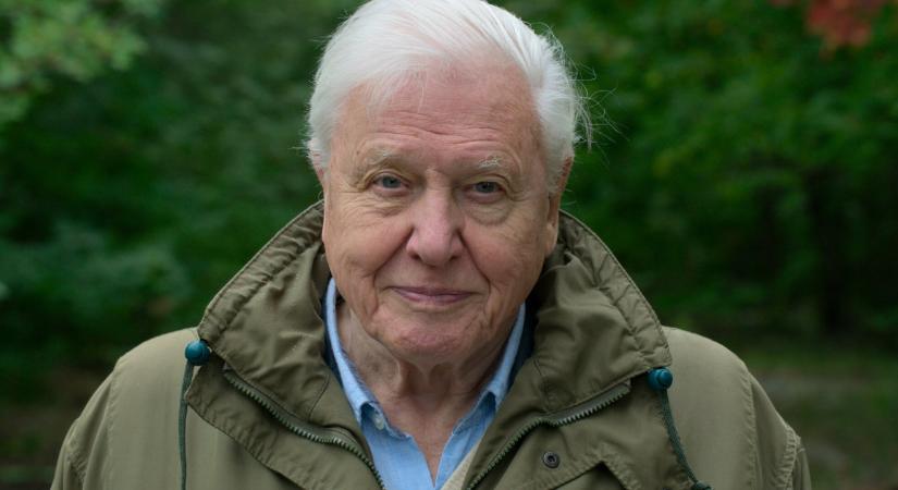 Toplista: A 100 éves David Attenborough 10 legjobb filmje, amit egyszer mindenkinek látnia kell