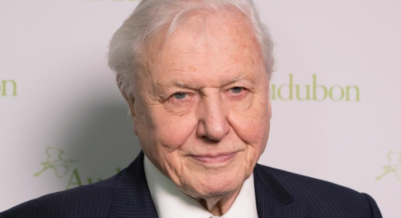 100 éves lett David Attenborough - ez lehet a hosszú életének a titka?