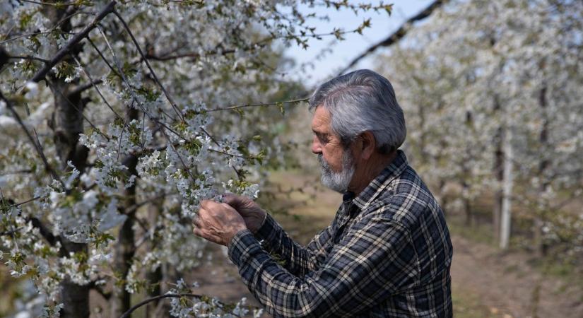 Nagyigmándi gazda gyümölcsösét vitte el a fagy