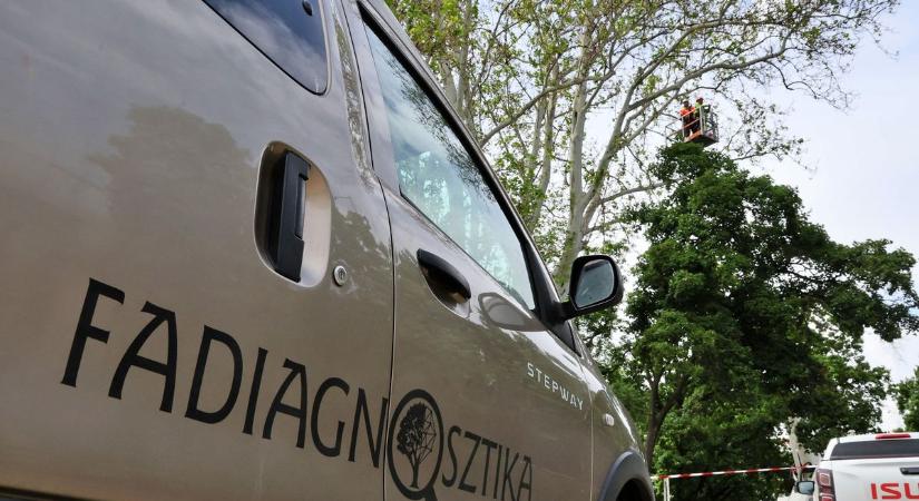 Veszélybe került Szeged egyik legszebb fája – utánajártunk, menthető-e a Roosevelt téri platán