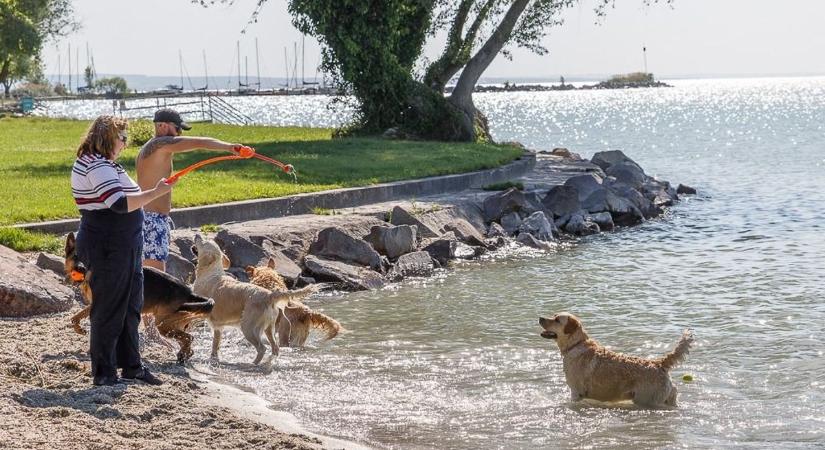 Sokan vártak erre Székesfehérvár közelében, de mégsem lesz kutyás strand a Balatonnál