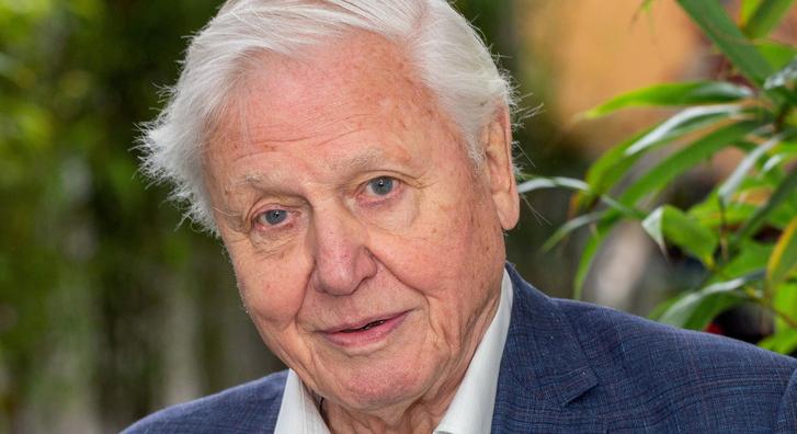 Olvadozik az internet, frappáns helyről érkezett meg David Attenborough legjobb köszöntése