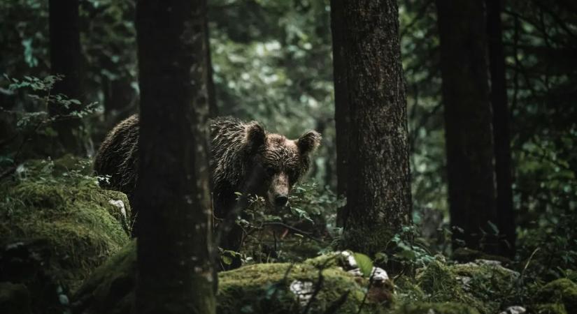 Halálos medvetámadás miatt zártak le egy népszerű túraösvényt