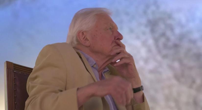 A természet hangja, amin generációk nőttek fel - David Attenborough 100 éves lett