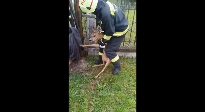 Tűzoltóautóval vitték vissza az erdőbe Bambit, a kerítések közé szorult őzet (VIDEÓ)