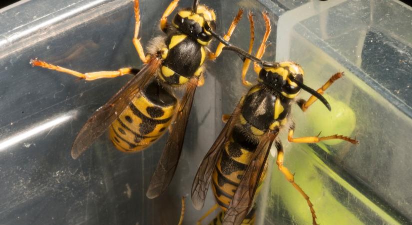 Egyetlen permetezés: ezzel a trükkel távol lehet tartani a darazsakat