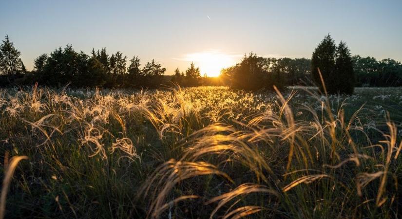 Most virágzik a magyar puszta selymes csodája, amely elképesztő módon alkalmazkodik a szárazsághoz