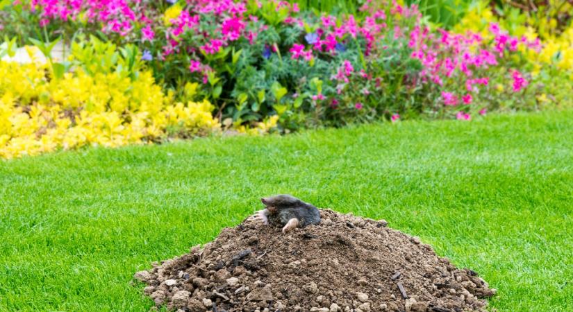 Olcsó és humánus módszer: Így használd az ecetet vakondok ellen a kertben
