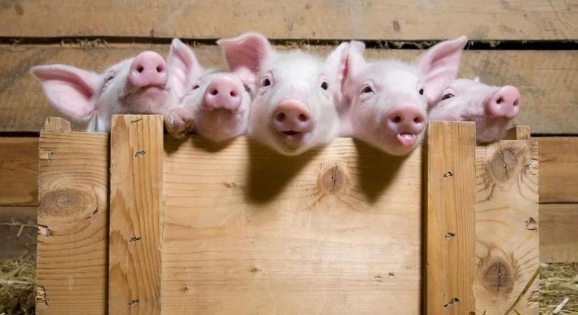 Antibiotikumokkal etették őket – amit utána láttak, azon mindenki meglepődött