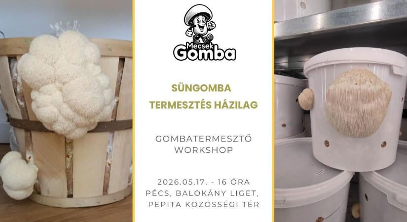 Itt megtanulhatod az otthoni gombatermesztés fortélyait