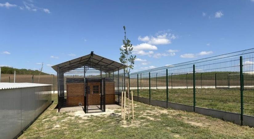 Macskaház épült a menhelyen, extra kényelmet nyújtva a gazdikereső cicáknak
