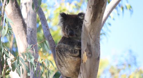Koala okozott tömegkarambolt Ausztráliában