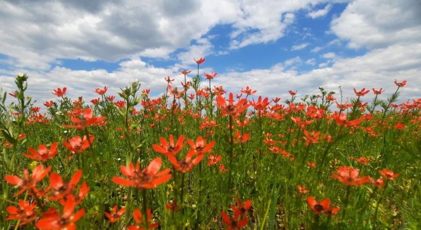 Lángvörösbe borult a puszta, különleges virág bukkant fel a határban