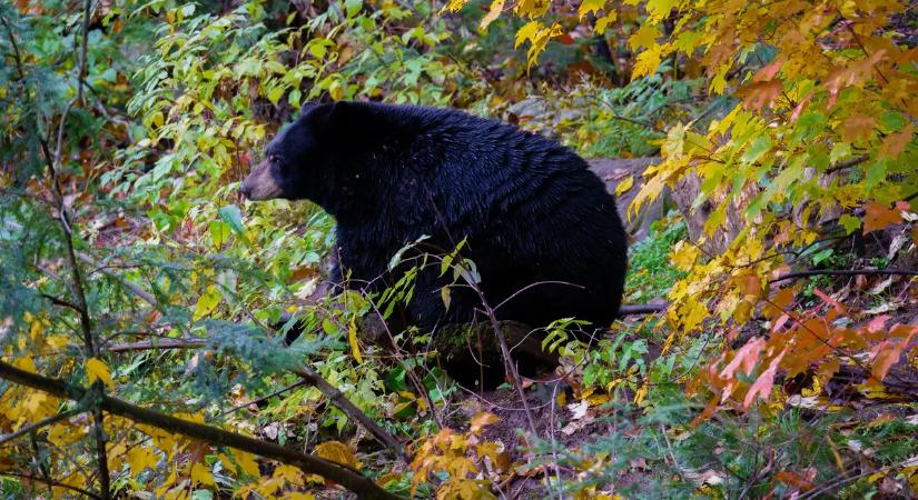 Rémület a szafari parkban, medve támadt rá a családra