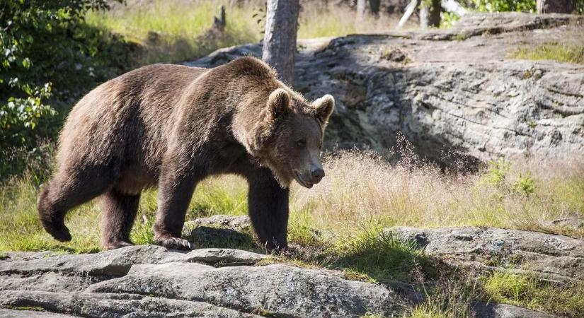Ismét ölt egy medve: ezúttal egy 53 éves nőt marcangolt halálra