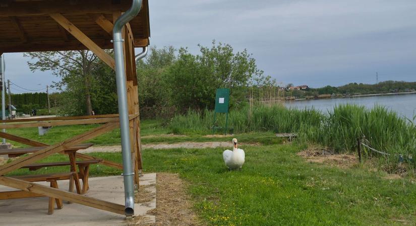 Különös hangot hallottak a zalai tónál, a videón a „gyanúsított” is látszik