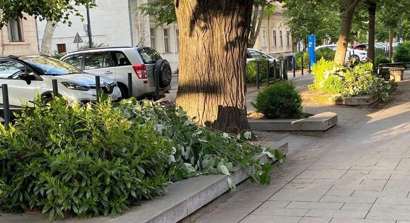Tájkép metszés után a Németh István fasorban