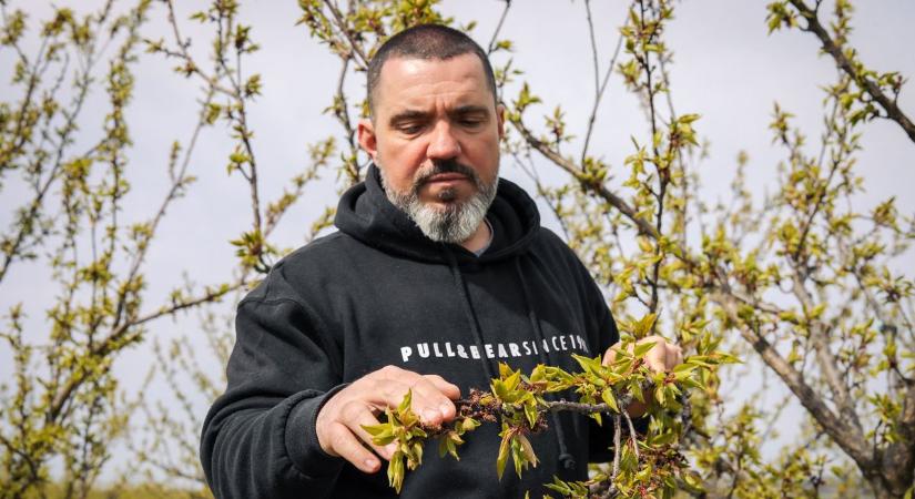 A fagykár mértékét szeretnék felmérni, ez a szabolcsi gazdákat is érinti!