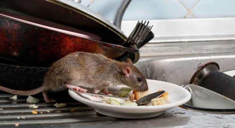 Iszonyat nagy baj lehet, ha ellepnek a rágcsálók, és ezeket nem tudod – tippek patkányok ellen