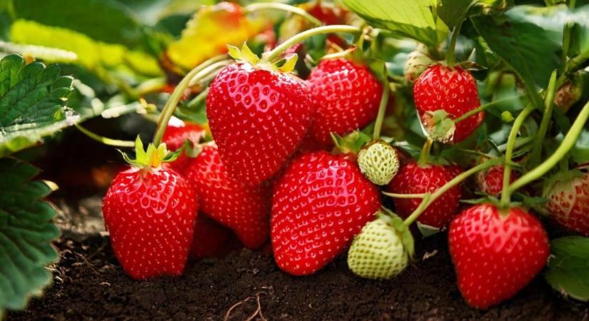 Egyetlen génen múlt a szamóca íze? Meglepő felfedezést tettek a kutatók