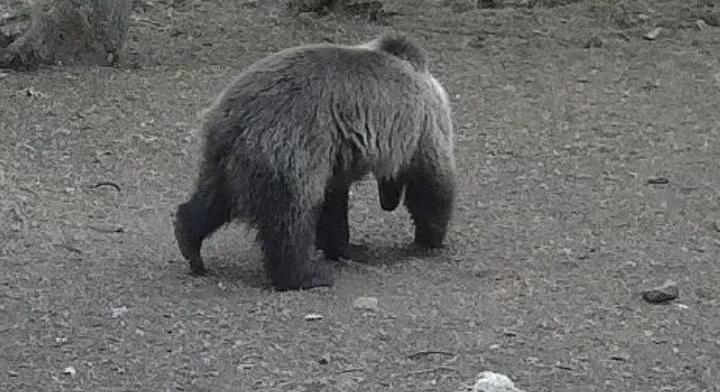 Barna medve tűnt fel az Aggteleki Nemzeti Parkban
