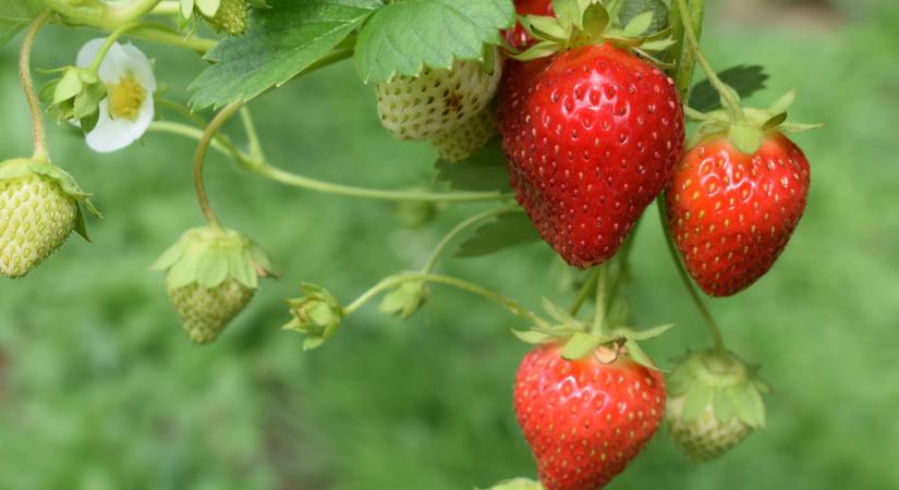 Nem csak epret nem ehetsz, ha allergiás vagy rá – ezeket is jobb, ha kerülöd!