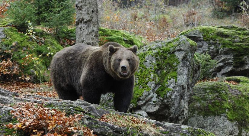 Medvét láttak a nemzeti parkban, kiadták a figyelmeztetést