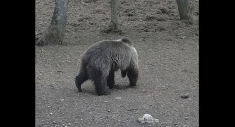 Egy barna medvét kaptak lencsevégre az Aggteleki Nemzeti Parkban
