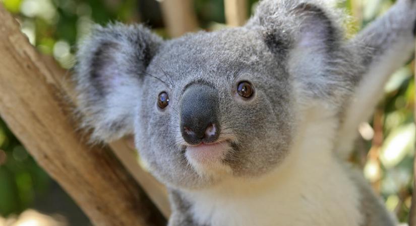 Tömegkarambolt okozott egy koala