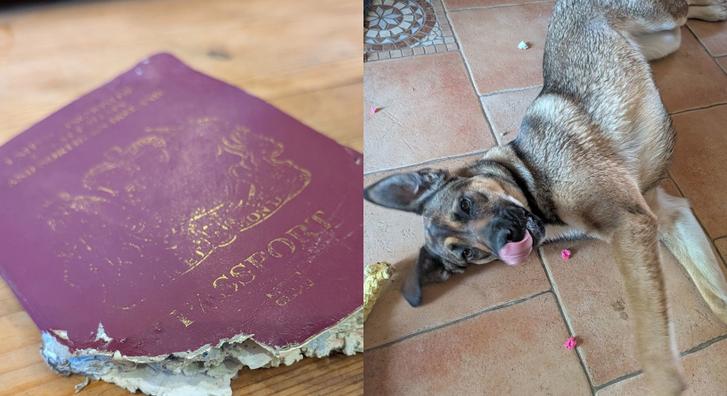 Egy órára hagyta ott a kutyát, mire hazaért, megette az útlevelét, ezért külföldön ragadt egy férfi