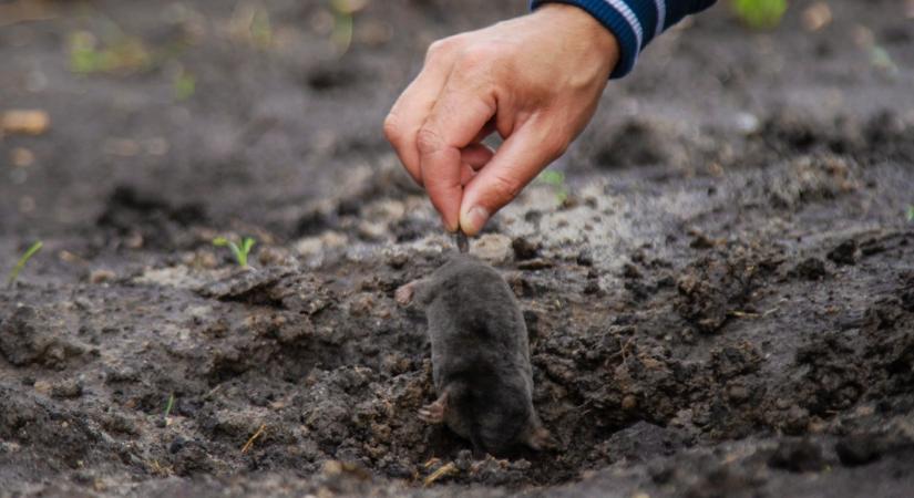 Vakondinvázió a kertben? Ez a filléres házi praktika elűzi a kártevőket a kertből!