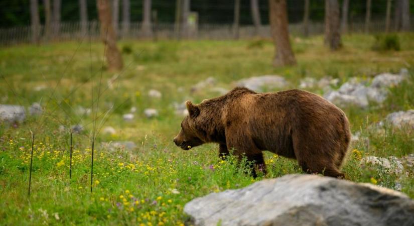 Medvét láttak a nemzeti parkban – figyelmeztetést adtak ki a túrázóknak