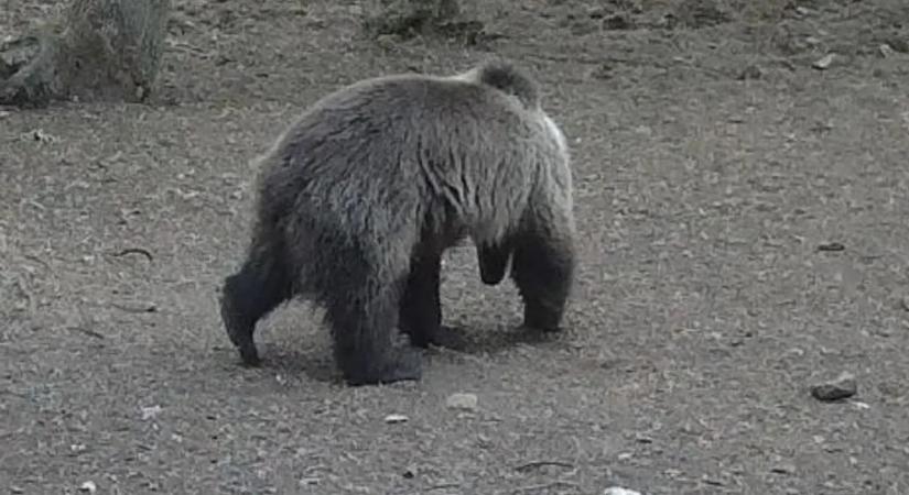 Sikerült lencsevégre kapni a borsodi barnamedvét - Fotó