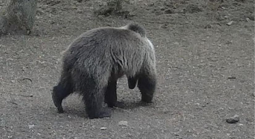 Barna medve látták Égerszög mellett