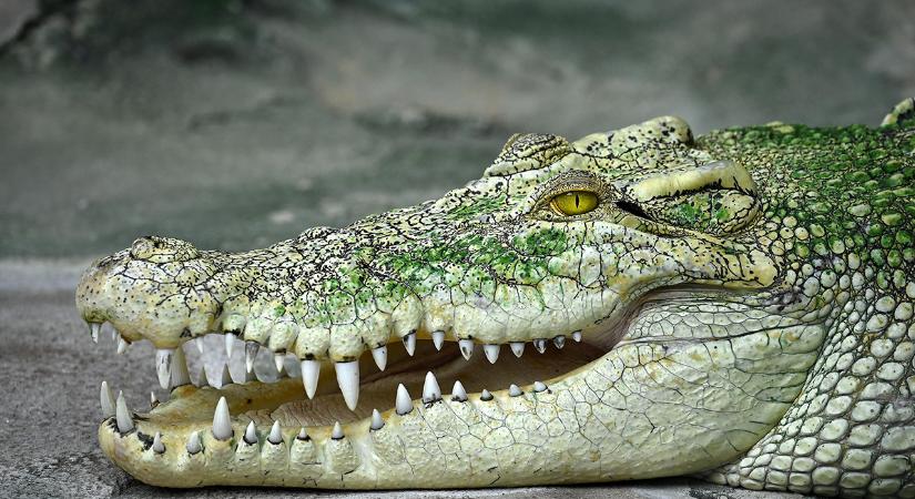 Egy krokodil gyomrában találták meg egy férfi holttestét Dél-Afrikában