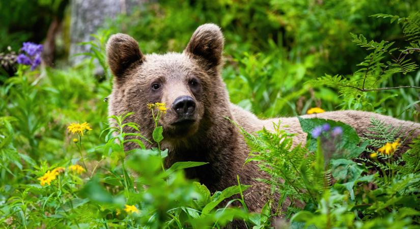 Kifejlett barna medve ólálkodik egy hazai falu határában: azonnal cselekedned kell, ha összefutsz vele az erdőben
