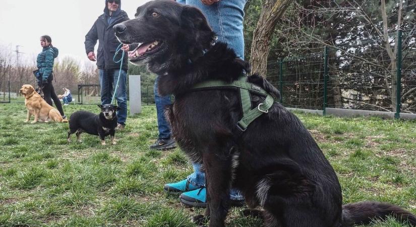 Komoly költségekbe verhetjük magunkat, ha kutyát szeretnénk vásárolni