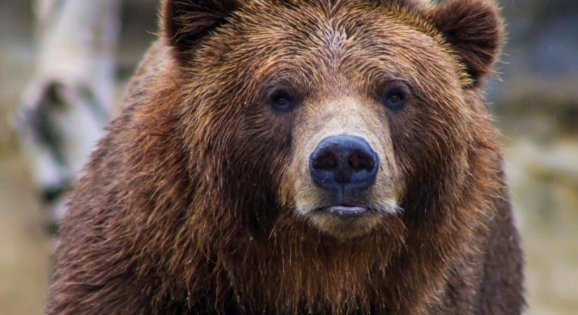 Barna medvét láttak az Aggteleki Nemzet Park területén