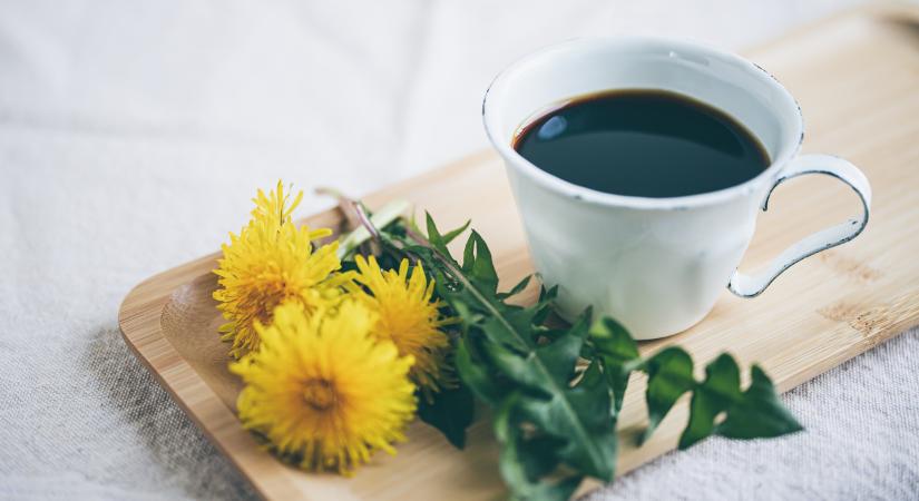 Koffein nélkül is élénkít: ezért isszák egyre többen a pitypangkávét