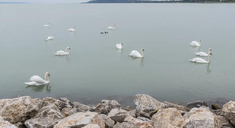 Megszólaltak a tudósok: Kiderült, mi mérgezi valójában a Balaton vizét a strandok közelében