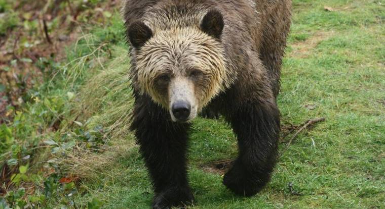 Medvét észleltek az Aggteleki Nemzeti Parkban