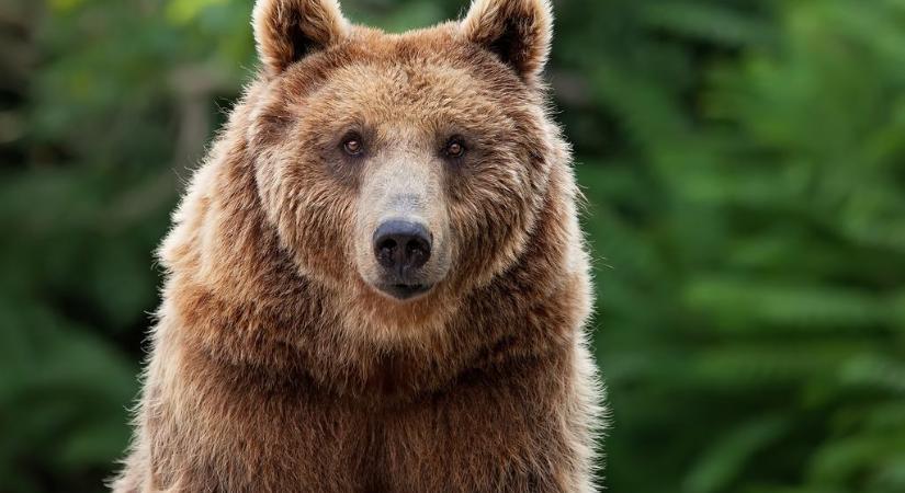 Jókora medvét rögzített a vadkamera: a nemzeti park kiadta a figyelmeztetést
